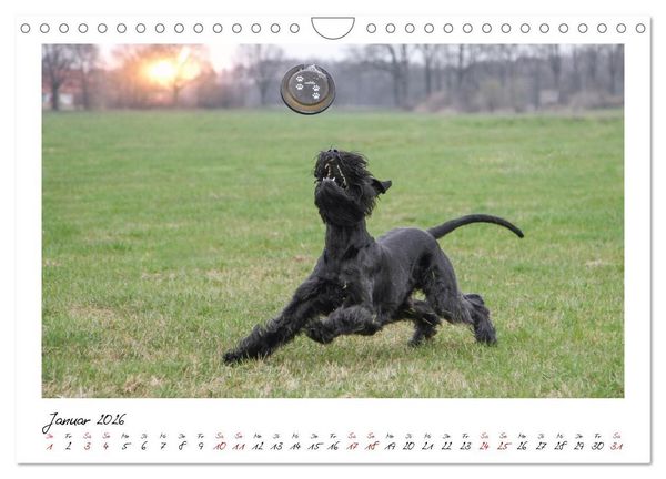 Produktbild: Mit dem Riesenschnauzer durch das Jahr (Wandkalender 2026 DIN A4 quer), CALVENDO Monatskalender