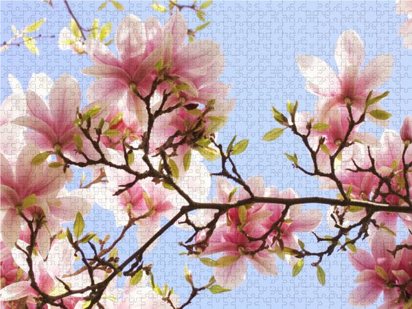 Produktbild: CALVENDO Puzzle Zarte Magnolienbl&uuml;ten 1000 Teile Lege-Gr&ouml;&szlig;e 64 x 48 cm Foto-Puzzle Bild von Gisela Kruse