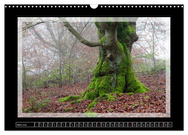 Produktbild: Zauberwald HALLOH (Wandkalender 2026 DIN A3 quer), CALVENDO Monatskalender