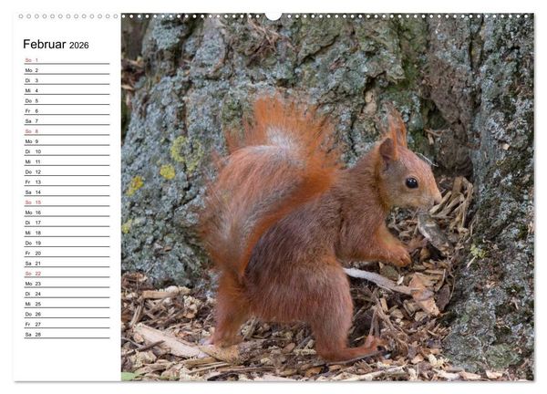 Produktbild: Guck mal, ein Eichh&ouml;rnchen! (hochwertiger Premium Wandkalender 2026 DIN A2 quer), Kunstdruck in Hochglanz