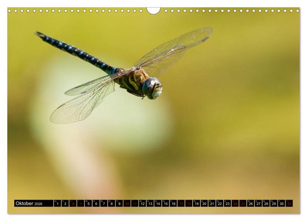 Produktbild: Wildtiere des Paderborner Landes (Wandkalender 2026 DIN A3 quer), CALVENDO Monatskalender
