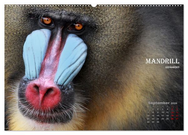 Produktbild: AFFENPORTR&Auml;TS (hochwertiger Premium Wandkalender 2026 DIN A2 quer), Kunstdruck in Hochglanz
