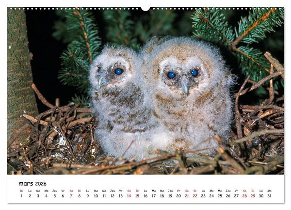 Produktbild: La vie des chouettes, les dames de la nuit (Calendrier mural 2026 DIN A2 vertical), CALVENDO calendrier mensuel