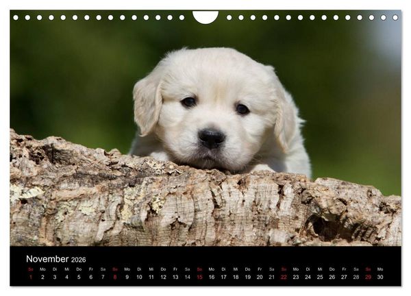 Produktbild: Hundewelpen (Wandkalender 2026 DIN A4 quer), CALVENDO Monatskalender