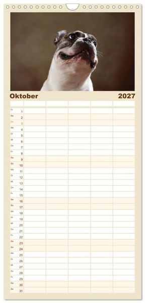 Produktbild: Familienplaner 2027 - Charme auf vier Pfoten - Franz&ouml;sische Bulldoggen Portraits mit 5 Spalten (Wandkalender, 21 x 45 cm) CALVENDO