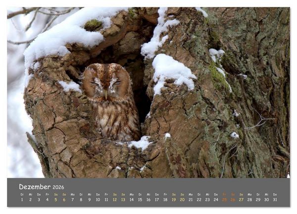 Produktbild: geliebte Waldgeister (Wandkalender 2026 DIN A2 quer), CALVENDO Monatskalender