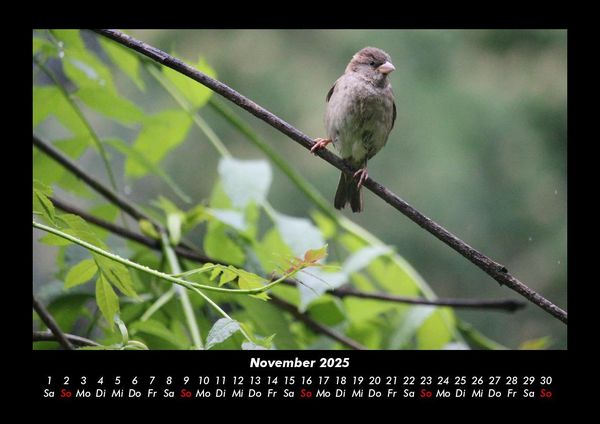 Produktbild: Vogelparadies 2025 Fotokalender DIN A3