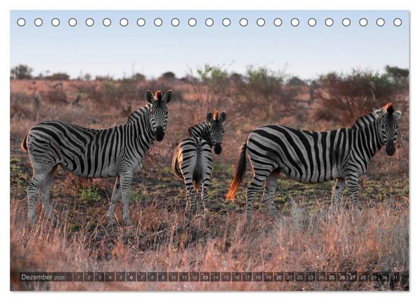 Produktbild: Botswana &ndash; Landschaft und Tierwelt (Tischkalender 2026 DIN A5 quer), CALVENDO Monatskalender