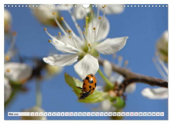 Produktbild: INSEKTEN GANZ NAHE (Wandkalender 2026 DIN A3 quer), CALVENDO Monatskalender