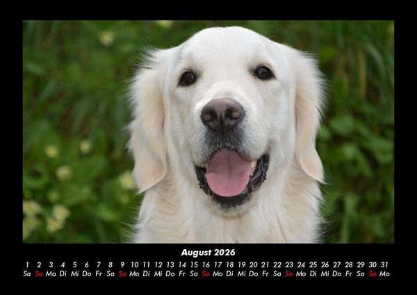 Produktbild: Hundezauber 2026 Fotokalender DIN A3