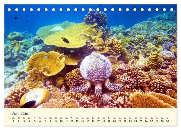 Produktbild: Faszination Meeresschildkr&ouml;ten (Tischkalender 2026 DIN A5 quer), CALVENDO Monatskalender