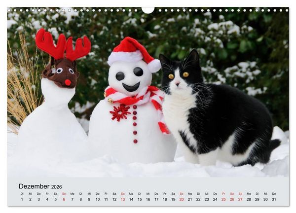 Produktbild: Katzen im Garten (Wandkalender 2026 DIN A3 quer), CALVENDO Monatskalender