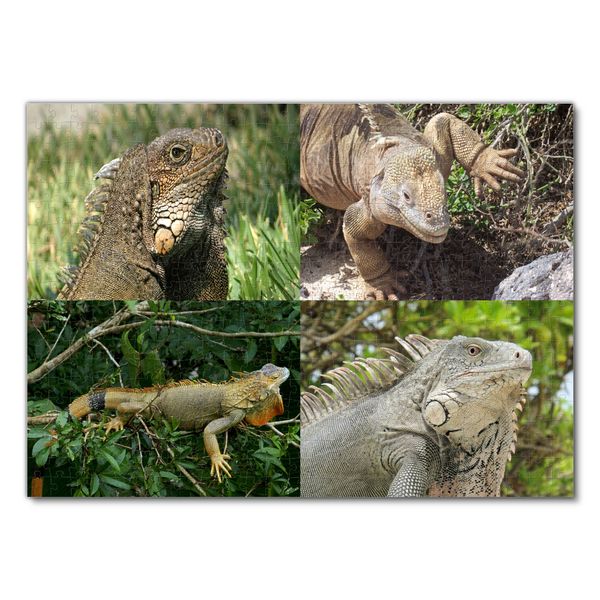 Produktbild: Lais Puzzle Collage Leguan 500 Teile