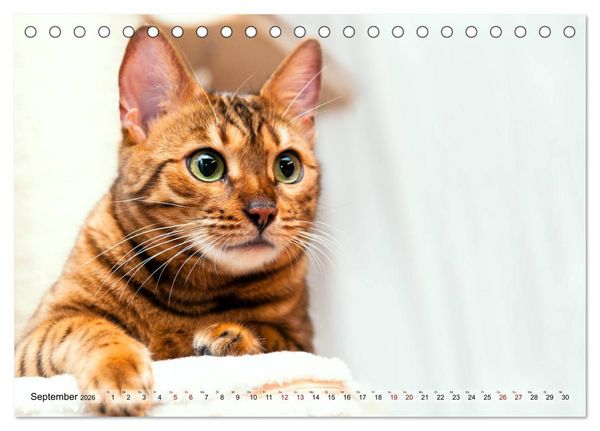 Produktbild: Liebe auf den ersten Katzenblick (Tischkalender 2026 DIN A5 quer), CALVENDO Monatskalender