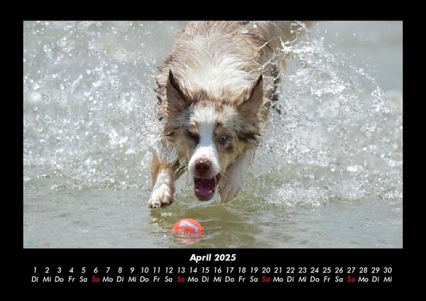 Produktbild: Haustierkalender 2025 Fotokalender DIN A3