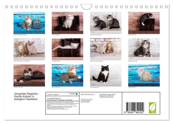 Produktbild: Verspielte Ragdolls - Sanfte Katzen in seidigem Haarkleid (Wandkalender 2026 DIN A4 quer), CALVENDO Monatskalender
