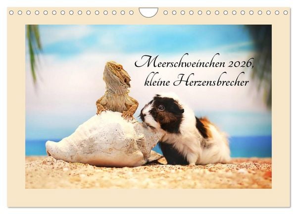 Meerschweinchen 2026, kleine Herzensbrecher (Wandkalender 2026 DIN A4 quer), CALVENDO Monatskalender