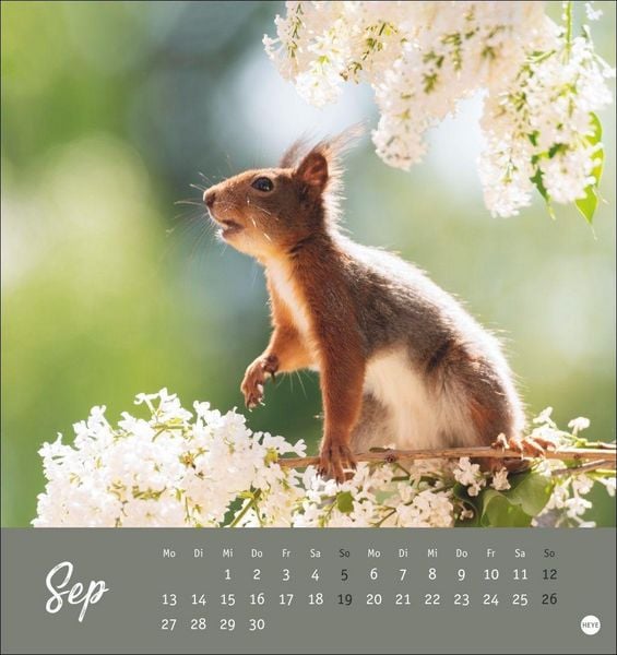 Produktbild: Eichh&ouml;rnchen Postkartenkalender 2027