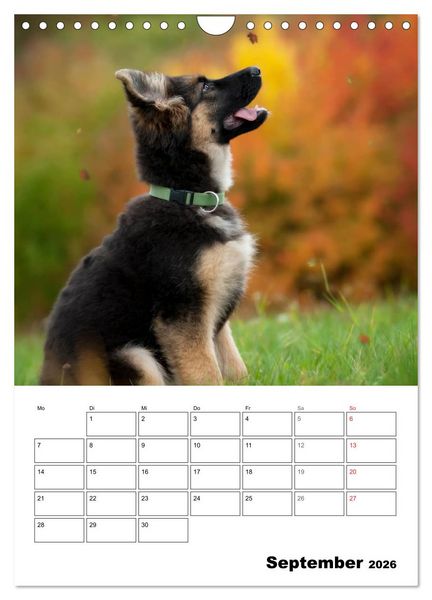 Produktbild: Deutsche Sch&auml;ferhundwelpen zum Verlieben (Wandkalender 2026 DIN A4 hoch), CALVENDO Monatskalender