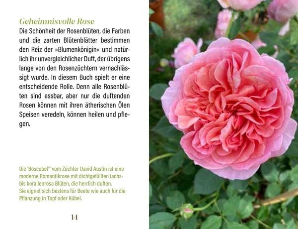 Produktbild: Rosen f&uuml;r Genie&szlig;er