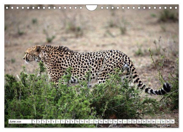 Produktbild: Big10 Of Masai Mara Kenya Africa (Wall Calendar 2026 DIN A4 landscape), CALVENDO 12 Month Wall Calendar