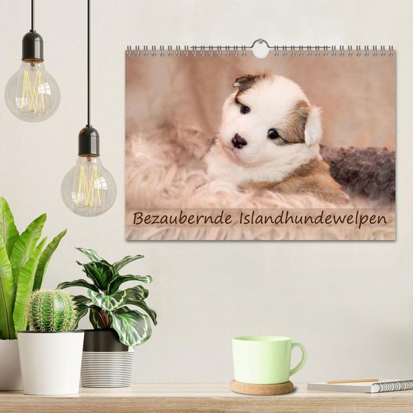 Produktbild: Bezaubernde Islandhundewelpen (Wandkalender 2026 DIN A4 quer), CALVENDO Monatskalender