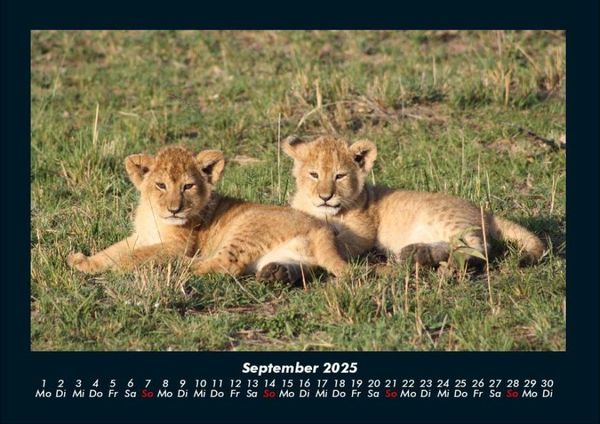 Produktbild: L&ouml;wen in der Wildnis 2025 Fotokalender DIN A4