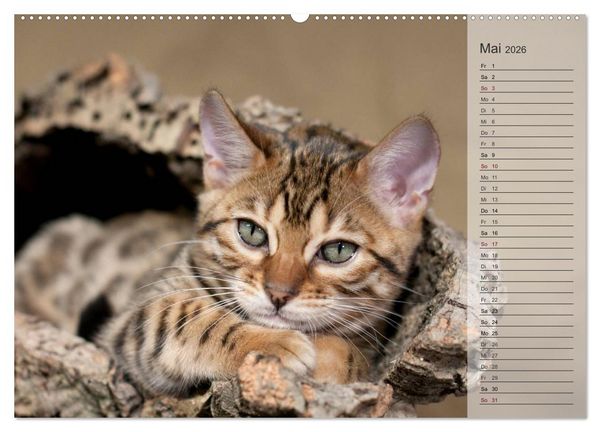 Produktbild: Die Bengalkatze. Edition Jungtiere (hochwertiger Premium Wandkalender 2026 DIN A2 quer), Kunstdruck in Hochglanz