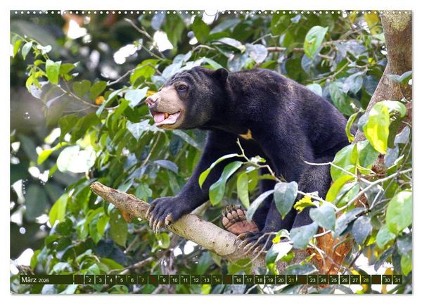 Produktbild: Borneo - Tierparadies Regenwald (hochwertiger Premium Wandkalender 2026 DIN A2 quer), Kunstdruck in Hochglanz
