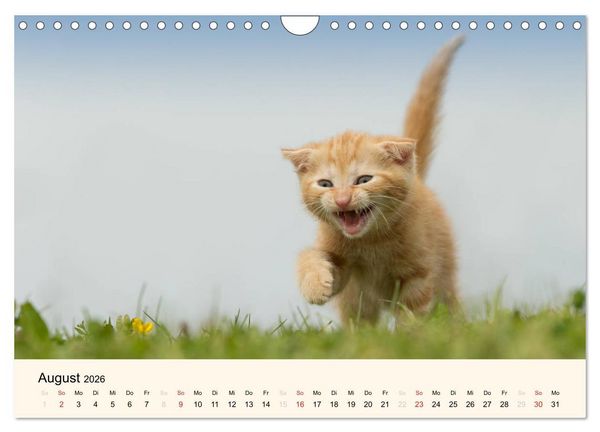 Produktbild: S&uuml;&szlig;e Stubentiger - Katzenkinder (Wandkalender 2026 DIN A4 quer), CALVENDO Monatskalender