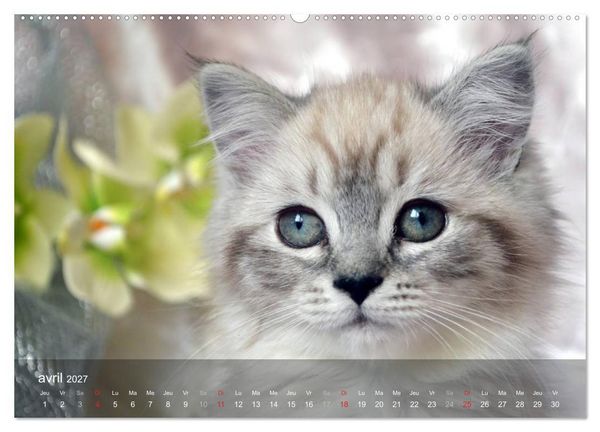 Produktbild: Mine de chat (Calendrier mural haut de gamme 2027 DIN A2 vertical), CALVENDO calendrier mensuel