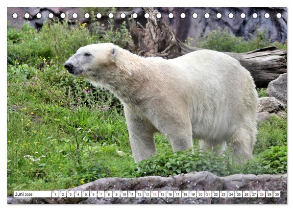 Produktbild: B&auml;ren - Der Eisb&auml;r und der Kamtschatka-Braunb&auml;r (Tischkalender 2026 DIN A5 quer), CALVENDO Monatskalender