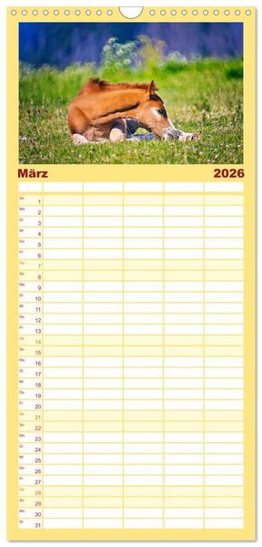 Produktbild: Familienplaner 2026 - Die besonderen Haflinger-Pferde mit 5 Spalten (Wandkalender, 21 x 45 cm) CALVENDO