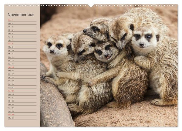 Produktbild: Erdm&auml;nnchen (Wandkalender 2026 DIN A2 quer), CALVENDO Monatskalender