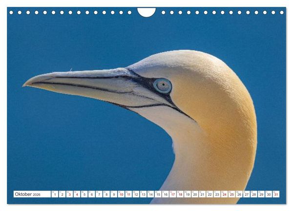 Produktbild: Basst&ouml;lpel - Helgolands faszinierende V&ouml;gel (Wandkalender 2026 DIN A4 quer), CALVENDO Monatskalender