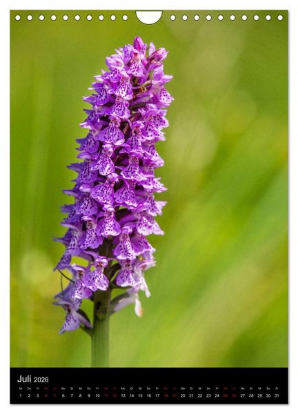 Produktbild: Im richtigen Licht: Wilde Orchideen in S&uuml;dbayern (Wandkalender 2026 DIN A4 hoch), CALVENDO Monatskalender