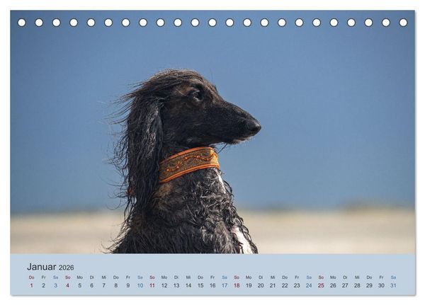 Produktbild: AFGHANISCHE WINDHUNDE 2026 (Tischkalender 2026 DIN A5 quer), CALVENDO Monatskalender