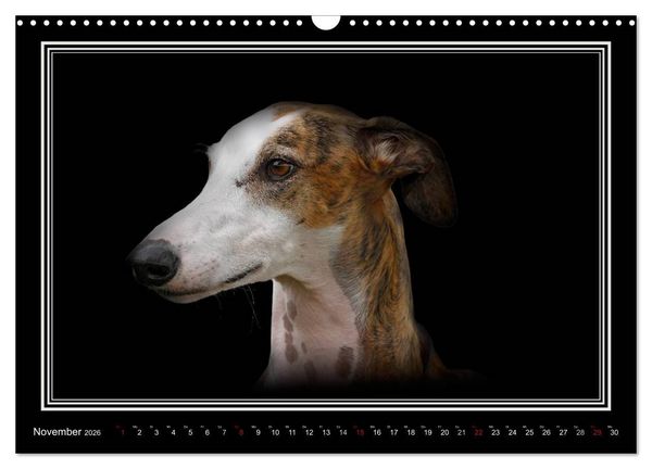 Produktbild: Galgo Espa&ntilde;ol 2026- Der spanische Windhund (Wandkalender 2026 DIN A3 quer), CALVENDO Monatskalender