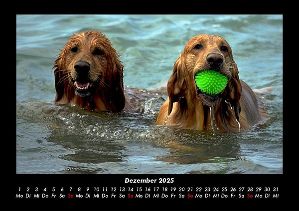 Produktbild: Hundezauber 2025 Fotokalender DIN A3