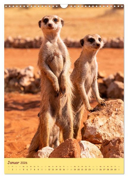 Produktbild: Erdm&auml;nnchen - Eine Kolonie in der Kalahari (Wandkalender 2026 DIN A3 hoch), CALVENDO Monatskalender