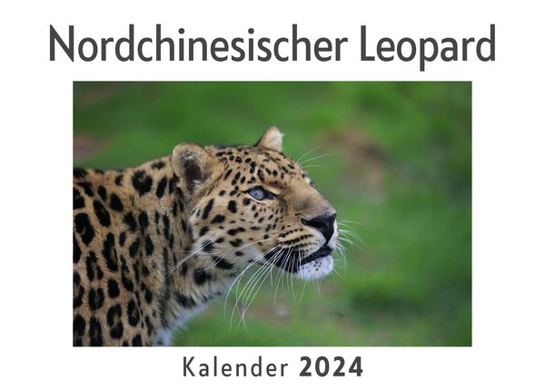 Produktbild: Nordchinesischer Leopard (Wandkalender 2024, Kalender DIN A4 quer, Monatskalender im Querformat mit Kalendarium, Das perfekte Geschenk)