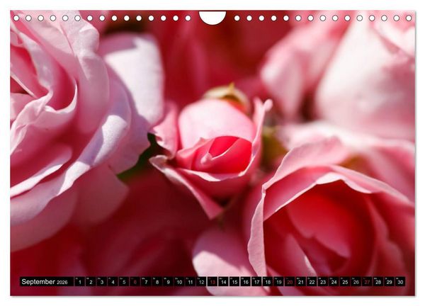 Produktbild: Rosen nat&uuml;rlich sch&ouml;n (Wandkalender 2026 DIN A4 quer), CALVENDO Monatskalender