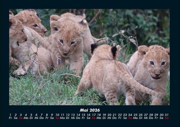 Produktbild: L&ouml;wen in der Wildnis 2026 Fotokalender DIN A4