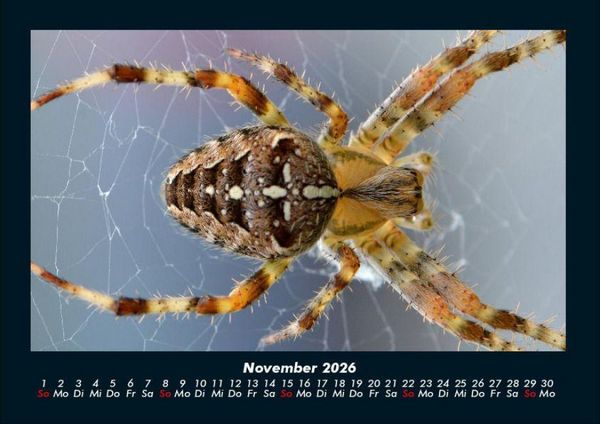 Produktbild: Tiere in der Wildnis 2026 Fotokalender DIN A4