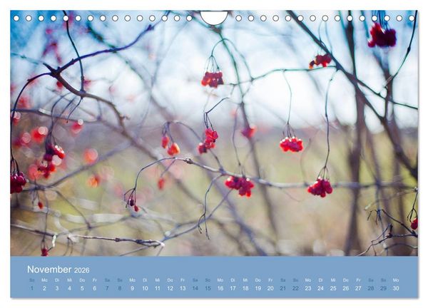 Produktbild: Zeitenwandel - Ein Jahr in der Natur (Wandkalender 2026 DIN A4 quer), CALVENDO Monatskalender