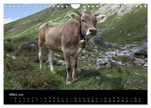 Produktbild: Gl&uuml;ckliches Rindvieh 2026 (Wandkalender 2026 DIN A4 quer), CALVENDO Monatskalender