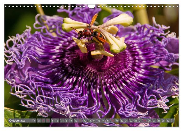 Produktbild: Blumenpracht der Welt (Wandkalender 2026 DIN A3 quer), CALVENDO Monatskalender