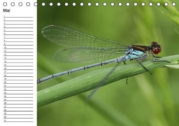 Produktbild: Libellen Geburtstagskalender (Tischkalender immerw&auml;hrend DIN A5 quer)