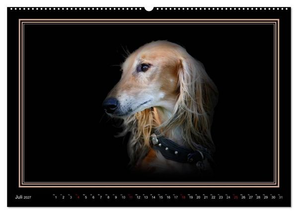 Produktbild: Saluki 2027 (hochwertiger Premium Wandkalender 2027 DIN A2 quer), Kunstdruck in Hochglanz