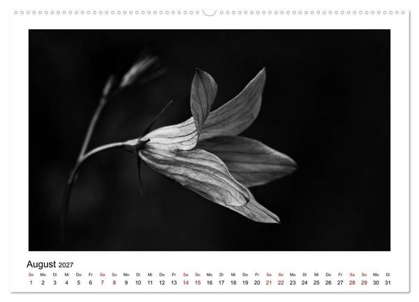 Produktbild: Die grafische Sch&ouml;nheit der Pflanzen &ndash; Schwarz-Wei&szlig; (hochwertiger Premium Wandkalender 2027 DIN A2 quer), Kunstdruck in Hochglanz